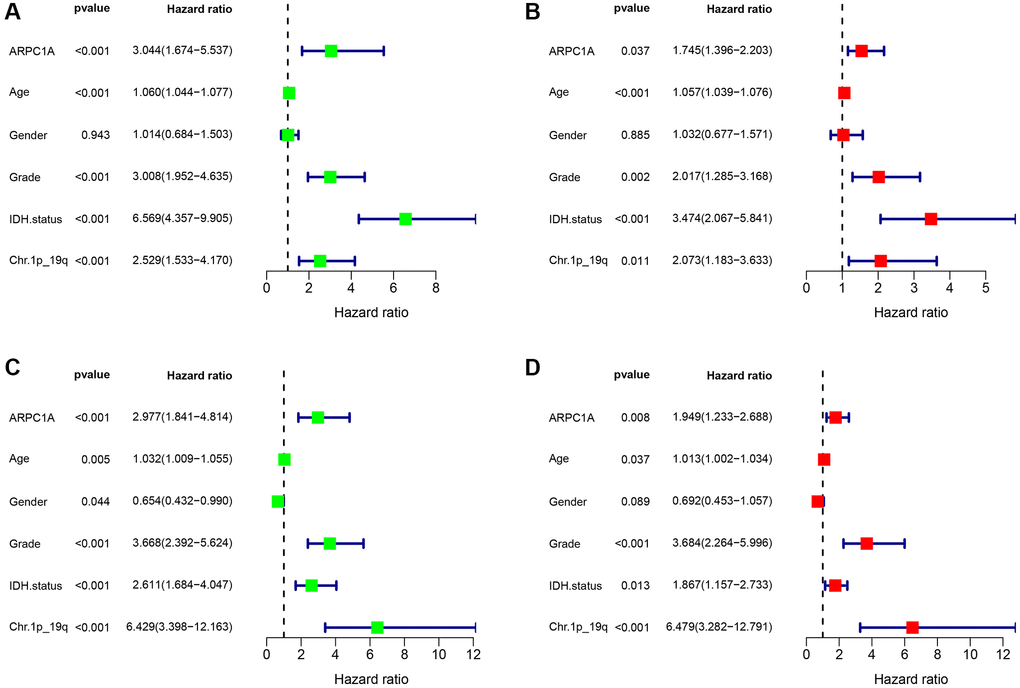 (A, B) Single-factor and multi-factor Cox regression analysis described the risk factors such as age, grade, expression profiles of ARPC1A, IDH mutation status, and Ch.1p