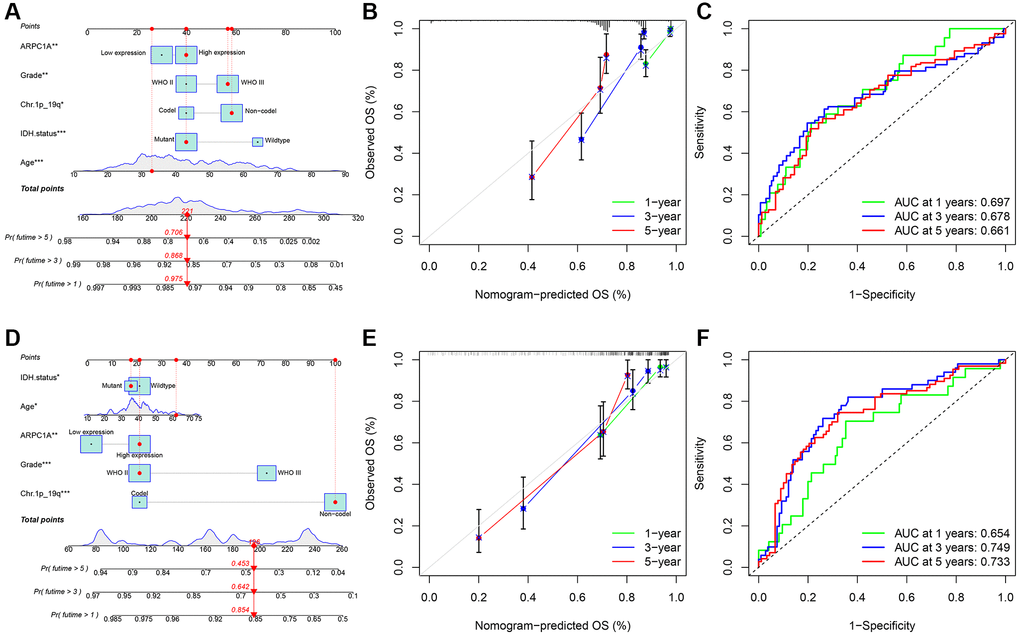 (A–C) TCGA: the nomogram model was constructed and validated through overall survival analysis based on the expression and prognostic information in the TCGA database; ROC analysis of ARPC1A in patients with LGG associated with AUC (area under the curve) validation based on TGGA. (D–F) CGGA: the nomogram model was constructed based on the expression and prognostic information and verified through a calibration curve; ROC analysis of ARPC1A in patients with LGG associated with AUC (area under the curve) validation based on CGGA.