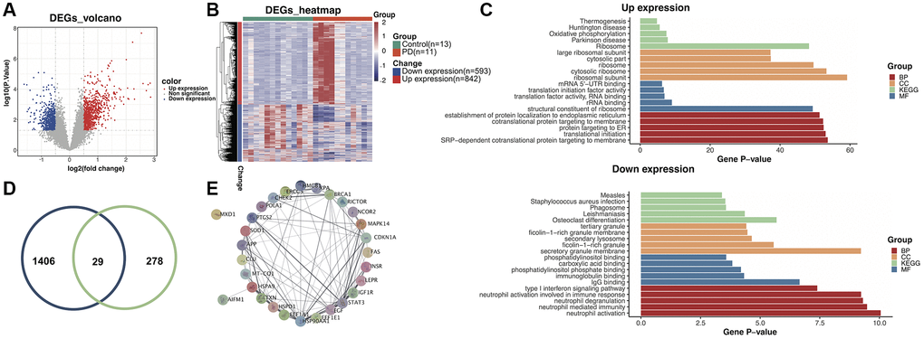 Identification of aging-related differentially expressed genes (DEGs) in the training dataset. (A) Volcano plot of the DEGs. (B) Heatmap of the DEGs. (C) Gene ontology and Kyoto Encyclopedia of Genes and Genomes (KEGG) enrichment analysis of overexpressed and underexpressed DEGs. (D) Intersection of aging-related genes and DEGs. (E) Protein-protein interaction (PPI) network analysis reveals that 28 genes interact with each other.