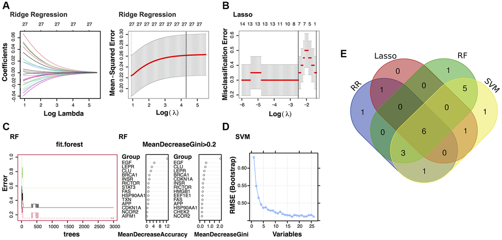 Identification of the potential diagnostic biomarkers from the selected modules. (A) Ridge Regression analysis (RR). (B) Least Absolute Shrinkage and Selection Operator (LASSO) regression analysis. (C) Random Forest (RF) analysis. (D) Support Vector Machine (SVM) analysis. (E) Venn plot exhibiting the biomarkers that were identified by all four algorithms.