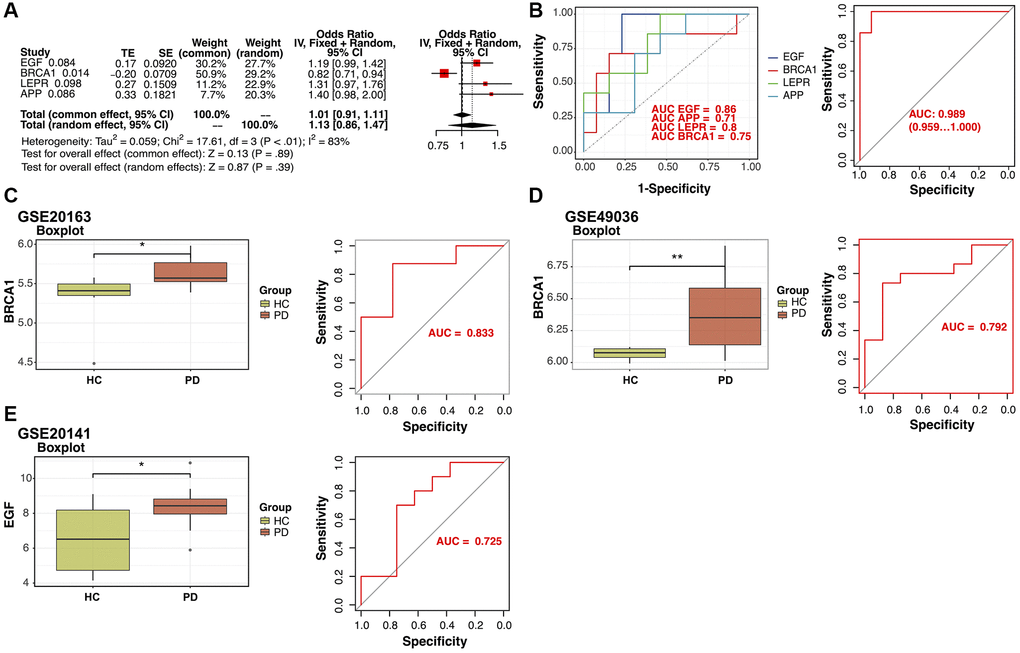 Verification of the identified potential diagnostic biomarkers. (A) Least Absolute Shrinkage and Selection Operator (LASSO) regression analysis identified four potential diagnostic biomarkers (p-value B) Receiver operating characteristic (ROC) curves for evaluating the diagnostic ability of the four genes separately or combined in a training cohort. (C, D) Box plots for the differential expression analyses of BRCA1 in the validation datasets GSE20163 and GSE49036. ROC curves for evaluating the diagnostic ability of BRCA1 in the validation datasets. (E) Box plots for the differential expression analysis of EGF in the validation dataset GSE20141. ROC curves for evaluating the diagnostic ability of EGF in GSE20141.