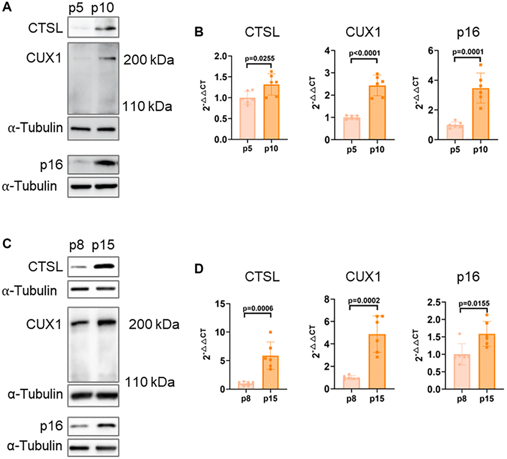 Correlated expression of CTSL, CUX1 and p16INK4a in human ECs and VSMCs. (A, B) Western blots and qPCR analysis showing upregulation of CTSL, CUX1 and p16INK4a in late passage (p10) versus early passage (p5) human ECs. (C, D) Western blots and qPCR analysis confirming upregulation of CTSL, CUX1 and p16INK4a in late passage (p15) versus early passage (p8) human VSMCs. Data for Western blots represent three biologically independent samples (n = 3). Data for qPCR represent a combination of three (n = 3) biologically independent experiments.
