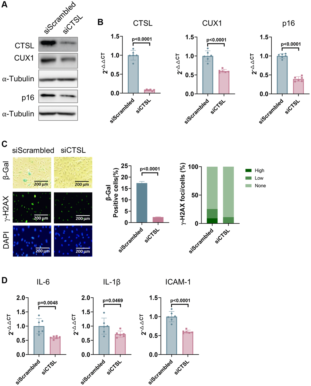 Downregulation of CTSL decreases the expression of CUX1 and p16INK4a, and inhibits cellular senescence in human ECs. (A, B) Western blot and qPCR analyses showing that siRNA-mediated CTSL knockdown (siCTSL) downregulates CUX1 and p16INK4a expression in human ECs. (C, D) siRNA-mediated CTSL knockdown (siCTSL) suppresses cellular senescence in human ECs as evidenced by SA-β-gal and γ-H2AX staining as well as by the expression of the SASP genes IL6, IL-1β, and ICAM-1. Quantitative plots for both β-gal+ cells (%) in SA-β-gal staining and γ-H2AX foci/cells (%) with γ-H2AX staining were shown on the right side of the panel C. DAPI staining visualizes the presence of nuclei as a control for the cells in this analysis. Data for Western blots represent three biologically independent samples (n = 3). Data for qPCR represent a combination of three (n = 3) biologically independent experiments. Data for both SA-β-gal staining and γ-H2AX staining represent three biologically independent samples (n = 3).