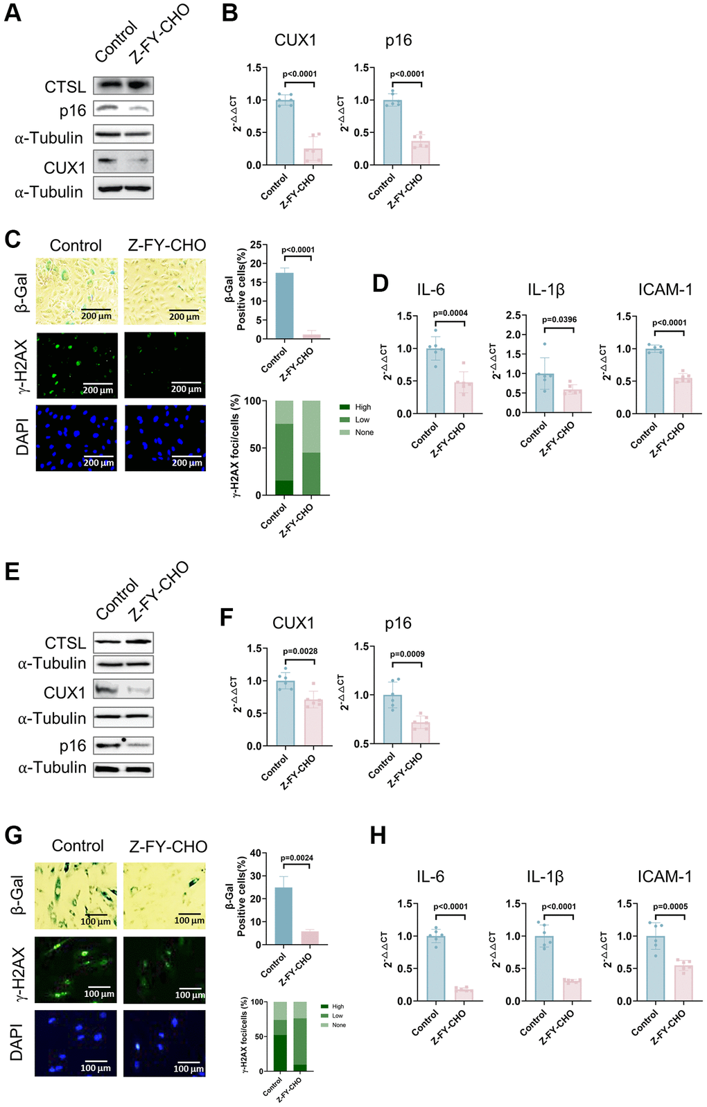 Inhibition of CTSL protease activity decreases the expression of CUX1 and p16INK4a, and inhibits cellular senescence in human ECs and VSMCs. (A, B) Western blot and qPCR analyses showing that inhibition of CTSL protease activity by Z-FY-CHO downregulates CUX1 and p16INK4a in human ECs. (C, D) inhibition of CTSL protease activity by Z-FY-CHO suppresses cellular senescence in human ECs as evidenced by SA-β-gal and γ-H2AX staining as well as by the expression of the SASP genes IL6, IL-1β, and ICAM-1. Quantitative plots for both β-gal+ cells (%) in SA-β-gal staining and γ-H2AX foci/cells (%) with γ-H2AX staining were shown on the right side of the panel C. DAPI staining visualizes the presence of nuclei as a control for the cells in this analysis. (E, F) Western blot and qPCR analyses showing that inhibition of CTSL protease activity by Z-FY-CHO downregulates CUX1 and p16INK4a in human VSMCs. (G, H) inhibition of CTSL protease activity by Z-FY-CHO suppresses cellular senescence in human VSMCs as evidenced by SA-β-gal and γ-H2AX staining as well as by the expression of the SASP genes IL6, IL-1β, and ICAM-1. Quantitative plots for both β-gal+ cells (%) in SA-β-gal staining and γ-H2AX foci/cells (%) with γ-H2AX staining were shown on the right side of the panel G. DAPI staining visualizes the presence of nuclei as a control for the cells in this analysis. Data for Western blots represent three biologically independent samples (n = 3). Data for qPCR represent a combination of three (n = 3) biologically independent experiments. Data for both SA-β-gal staining and γ-H2AX staining represent three biologically independent samples (n = 3).