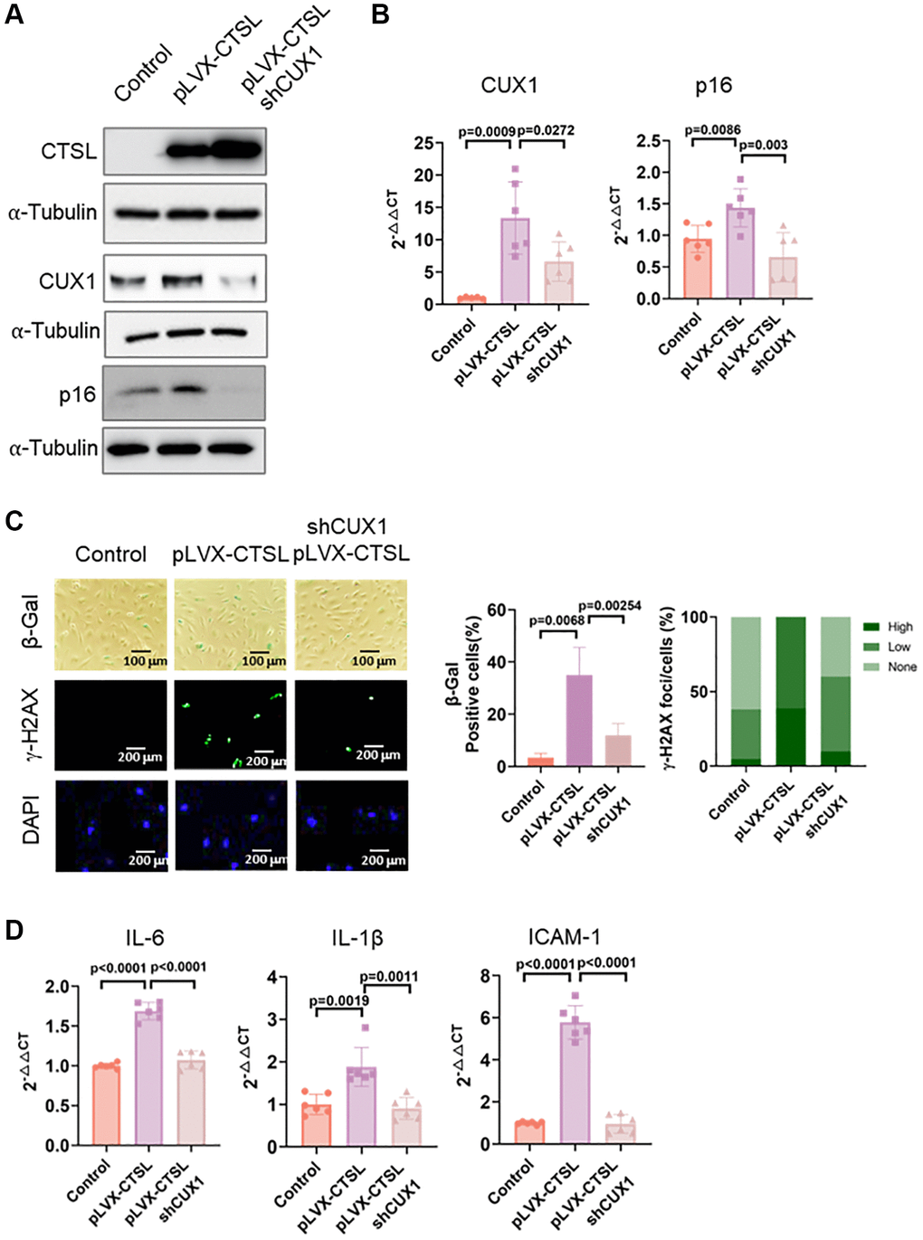 CTSL is an upstream regulator of CUX1 and p16INK4a, inducing replicative senescence. (A, B) Western blot and qPCR analyses showing that overexpression of CTSL (pLVX-CTSL) activates CUX1 and p16INK4a expression, and that shRNA-mediated CUX1 knockdown (shCUX1) reverses the increased expression of CUX1 and p16INK4a in CTSL-overexpressing (pLVX-CTSL) human ECs. (C, D) SA-β-gal and γ-H2AX staining and the expression of SASP genes IL6, IL-1β and ICAM-1 verify that overexpression of CTSL (pLVX-CTSL) induces cellular senescence, and that shRNA-mediated CUX1 knockdown (shCUX1) reverses the increased senescence in the CTSL-overexpressing (pLVX-CTSL) human ECs. Quantitative plots for both β-gal+ cells (%) in SA-β-gal staining and γ-H2AX foci/cells (%) with γ-H2AX staining were shown on the right side of the panel C. DAPI staining visualizes the presence of nuclei as a control for the cells in this analysis. Data for Western blots represent three biologically independent samples (n = 3). Data for qPCR represent a combination of three (n = 3) biologically independent experiments. Data for both SA-β-gal staining and γ-H2AX staining represent three biologically independent samples (n = 3).