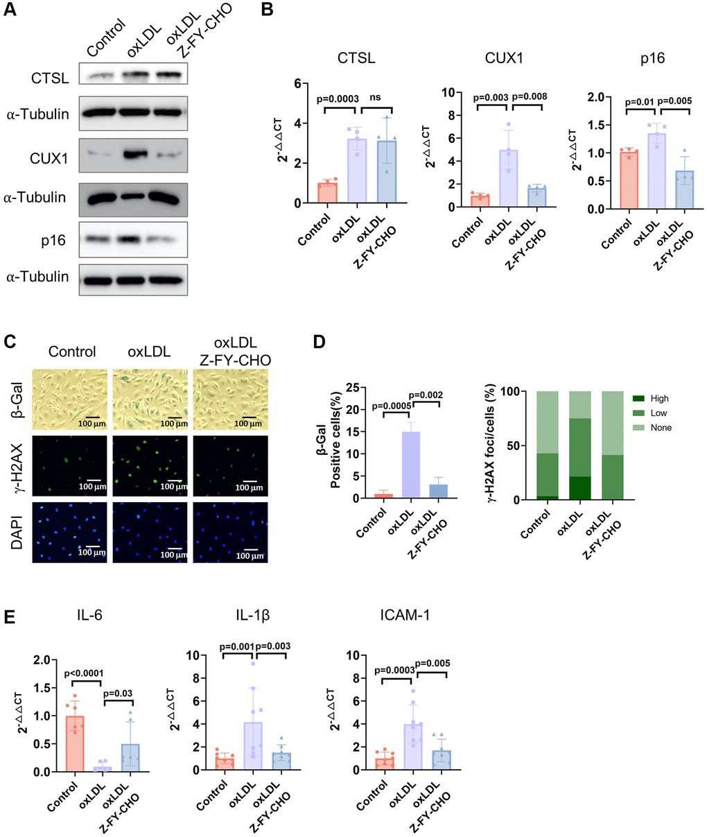CTSL is an upstream regulator of CUX1 and p16INK4a, inducing oxLDL-induced senescence. (A, B) Western blot and qPCR analyses show that oxLDL-induced activation of CTSL induces CUX1 and p16INK4a expression, which can be reversed by treating the cells with Z-FY-CHO. (C–E) SA-β-gal and γ-H2AX staining and the expression of the SASP genes IL6, IL-1β, and ICAM-1 verify that oxLDL-induced activation of CTSL induces cellular senescence, which can also be reversed by treating the cells with Z-FY-CHO. Quantitative plots for both β-gal+ cells (%) in SA-β-gal staining and γ-H2AX foci/cells (%) with γ-H2AX staining were shown on the right side of the panel D. DAPI staining visualizes the presence of nuclei as a control for the cells in this analysis. Data for Western blots represent three biologically independent samples (n = 3). Data for qPCR represent a combination of three (n = 3) biologically independent experiments. Data for both SA-β-gal staining and γ-H2AX staining represent three biologically independent samples (n = 3).