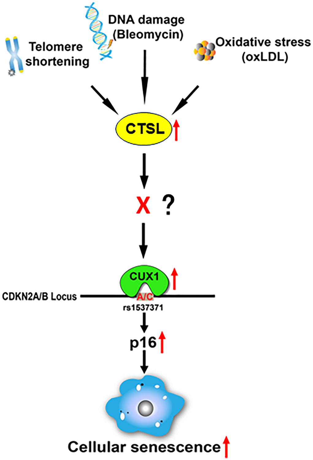Proposed diagram showing a signaling pathway that leads to the activation of p16-dependent cellular senescence in response to telomeric shortening, DNA damage, and oxidative stress. Based on our findings, we believe that telomeric shortening, DNA damage, and oxidative stress can transcriptionally activate CTSL, which results in the transcriptional activation of CUX1. As a result, p16INK4a is activated by CUX1 via its binding to the atherosclerosis-associated fSNP rs1537371, inducing cellular senescence. As CTSL is not a transcription factor and CTSL protease activity is required for the activation of CUX1 as well as cellular senescence, we believe that in between CTSL and CUX1, there is a currently unknown transcription factor X that can be proteolytically activated by CTSL and transcribe CUX1.