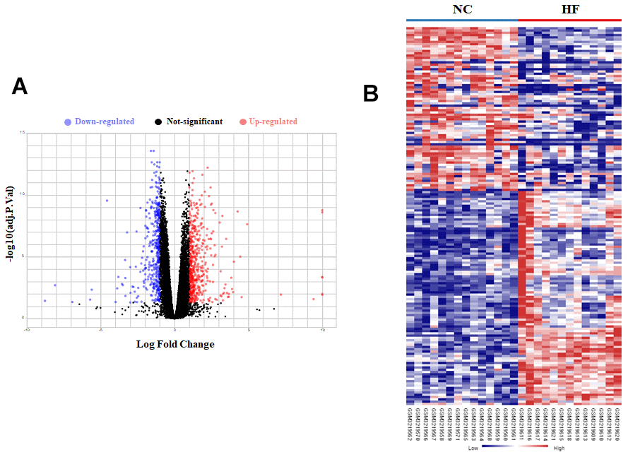 Bioinformatic analysis of DEGs in LV tissue of normal control (NC) and heart failure (HF) patients. (A) The volcano plot of DEGs in LV tissue between NC group and HF group. (B) Heatmaps of DEGs in LV tissue of NC group and HF group. Red color indicated high expression while blue color indicated low expression.