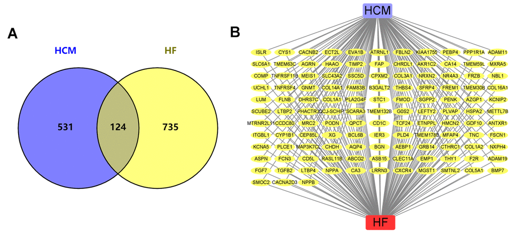 HCM and HF datasets overlap DEGs. (A) Venn diagram of HCM and HF DEGs. (B) The network of HCM, HF, and all the overlap DEGs. Yellow nodes represented the overlap DEGs.