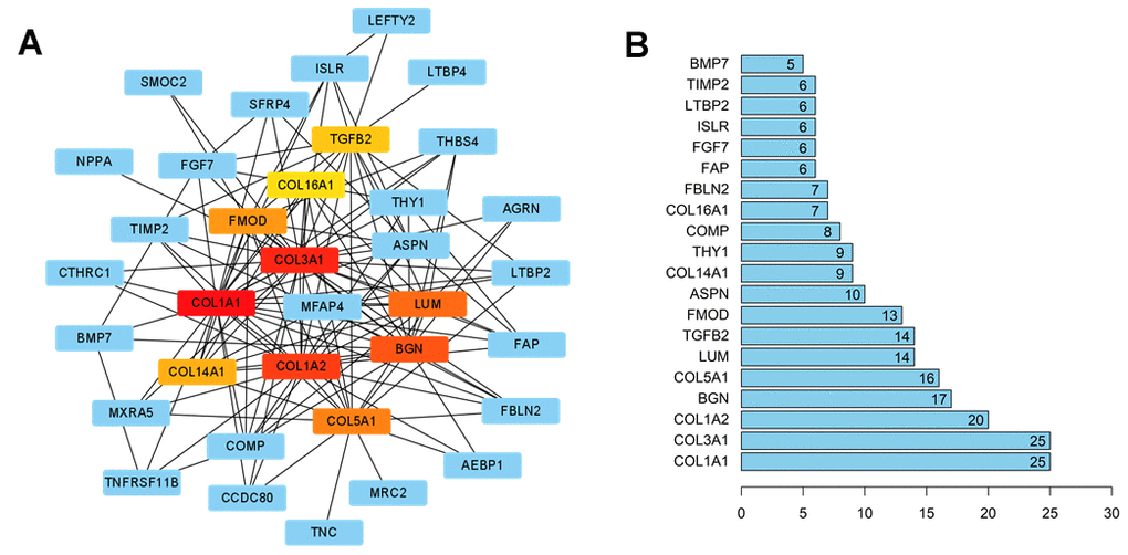 The interaction network of HCM and HF overlap genes. (A) PPI network of the overlap genes. The hub genes were represented as red and yellow nodes. A deeper red color indicated more connections. (B) Bar plot of the number of hub gene links.
