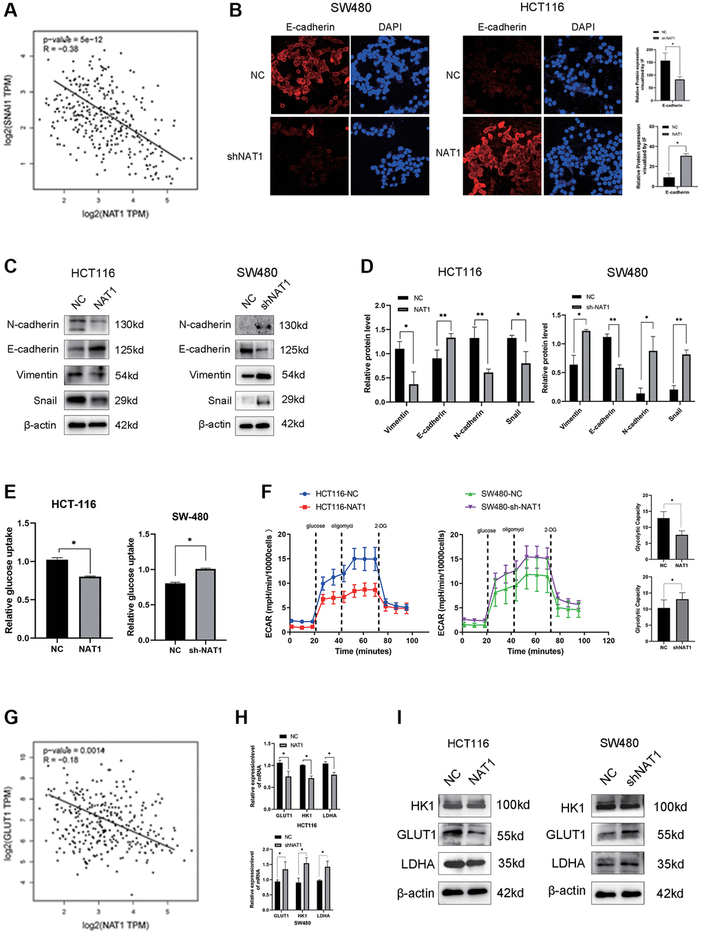 Overexpression of NAT1 inhibits EMT and glycolysis in colorectal cancer cells. (A) Snail expression in TCGA database was negatively correlated with NAT1; (B) Immunofluorescence results showed that overexpression of NAT1 could promote the expression of E-cadherin (P C, D) Overexpression of NAT1 significantly inhibited the expression of EMT-related proteins (N-cadherin, Snail and Vimentin), and promoted the expression of E-cadherin (P E) Overexpression of NAT1 significantly inhibited the glucose uptake ability of colorectal cancer cells; (F) ECAR assay showed that NAT1 significantly inhibited the glycolysis and storage capacity of colorectal cancer; (G) GLUT1 was negatively correlated with NAT1 expression in TCGA database. (H, I) Overexpression of NAT1 inhibited the expression of glycolytic related metabolic enzymes (GLUT1, LDHA).