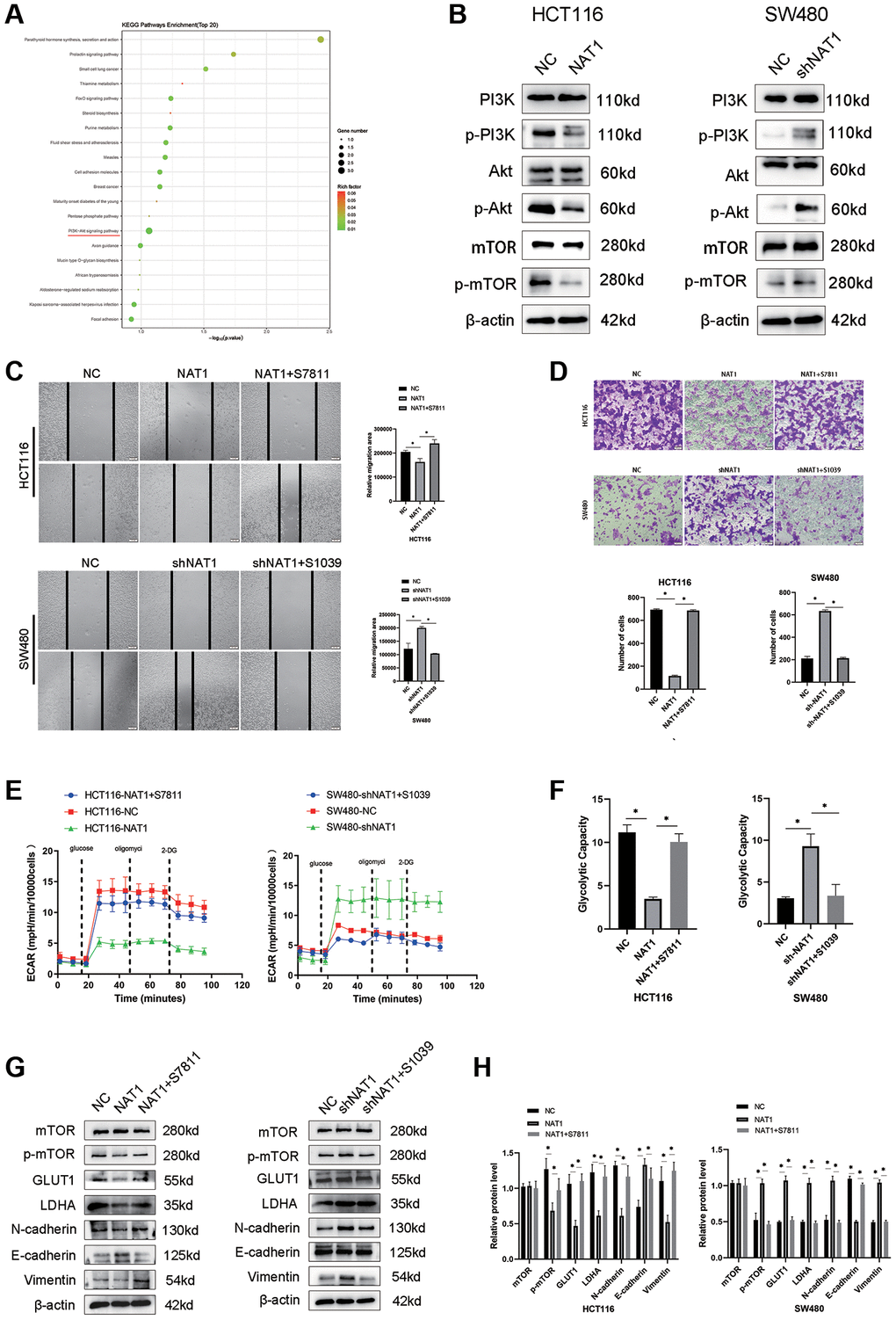 Overexpression of NAT1 blocks PI3K/Akt/mTOR signaling pathway, thereby inhibiting EMT and glycolysis in colorectal cancer cells. (A) Transcriptome sequencing of showed that PI3K/AKt signaling pathway was enriched; (B) Overexpression of NAT1 significantly inhibited the protein expression of PI3K/Akt/mTOR signaling pathway; (C, D) Reactivation of mTOR can reduce the migration and invasion ability of colorectal cancer cells; (E, F) Reactivation of mTOR mitigated the inhibition of glycolysis by overexpression of NAT1; (G, H) Activation of PI3K/Akt/mTOR signaling pathway reversed the inhibitory effect of NAT1 overexpression on EMT (N-cadherin, Vimentin) and glycolytic (GLUT1, LDHA) related proteins.