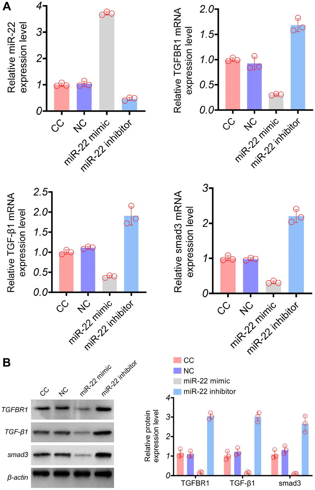 (A) The results of RNA expression level of miR-22, TGFBR1, TGF-β1 in cervical cancer tissue and adjacent tissue. (B) The results of protein expression level of TGFBR1, TGF-β1 and Smad3 in cervical cancer tissue and adjacent tissue.