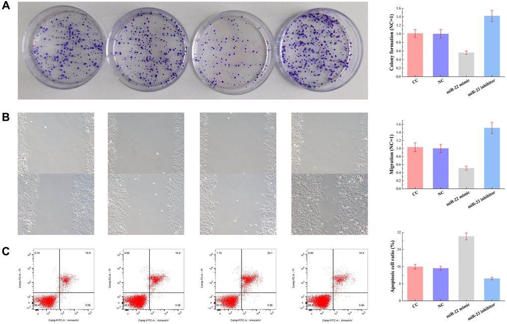 The impact of miR-22 overexpression and suppression of miR-22 expression on Hela cell growth and apoptosis. (A) Cell cloning. (B) Cell scratch. (C) Flow cytometry.