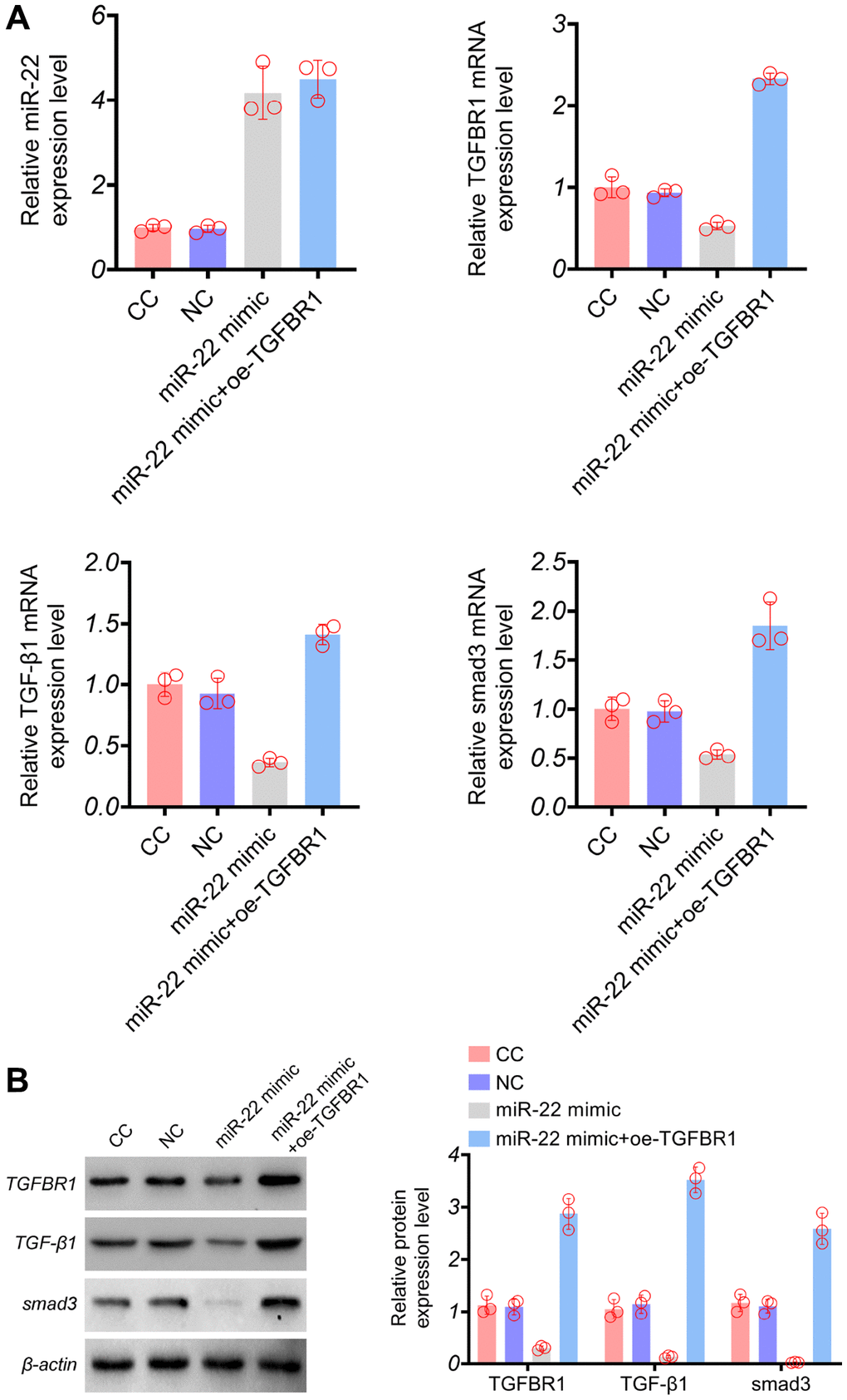 The effects of miR-22 overexpression and suppression of miR-22 expression on TGFBR1, TGF-β1, and Smad3 RNA and protein expression. (A) RT-PCR. (B) Western blot.