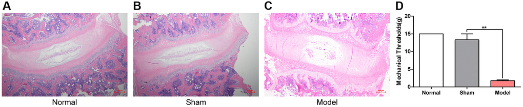 Histomorphology of the cervical intervertebral disc and the neck-skin response thresholds to the mechanical stimuli 12 weeks after modeling. (A–C) H&E staining of cervical intervertebral disc in different groups 12 weeks after modeling, note: Scale bar = 100 µm. (D) The neck-skin response thresholds to the mechanical stimuli applied by von Frey filaments in different groups 12 weeks after modeling, note: values are means ± SEMs, n = 3 per group, **p 