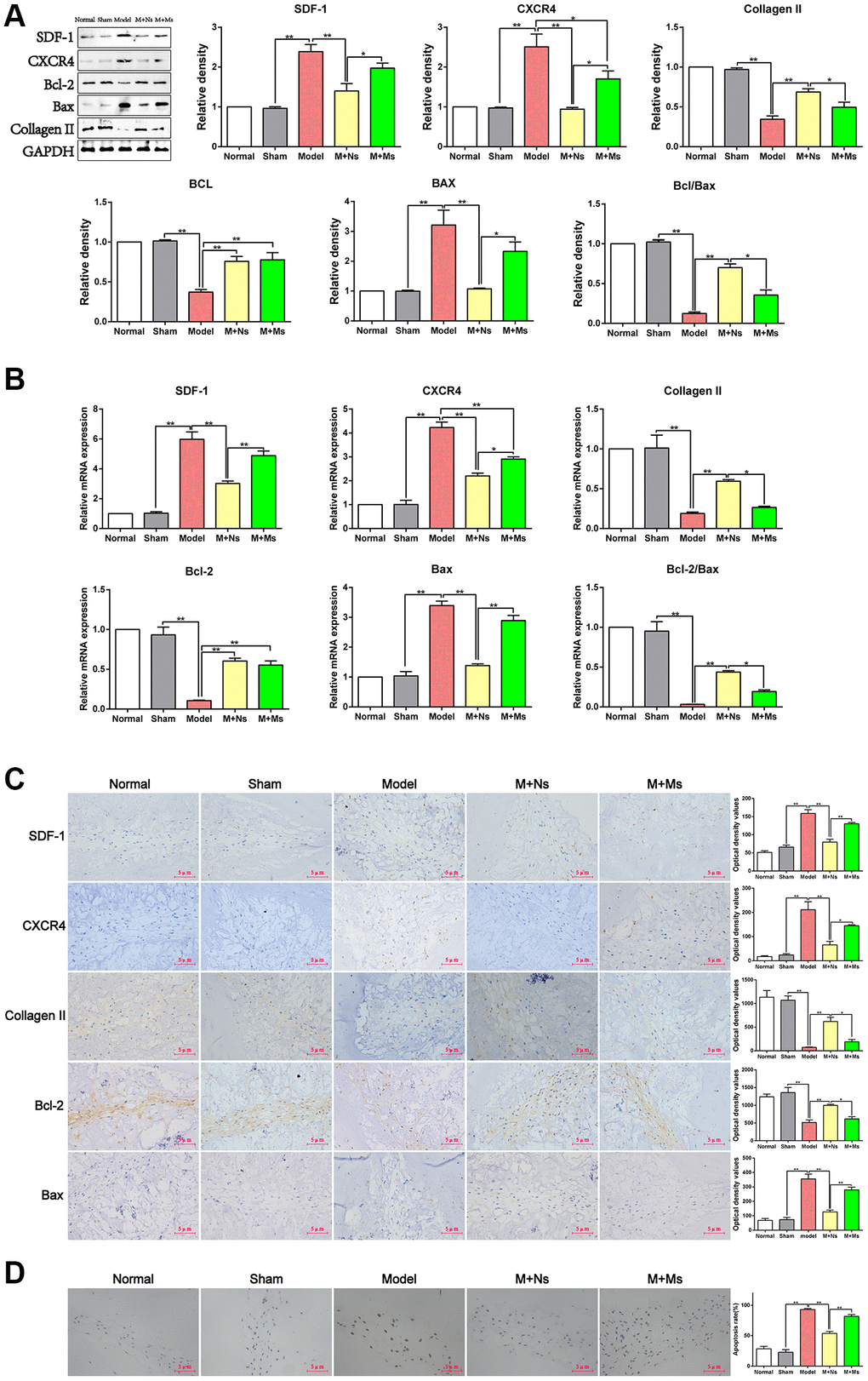 The therapy of Ns affected apoptosis of nucleus pulposus cells mediated by specifically regulating SDF-1/CXCR4 signal axis in the intervertebral disc of CS rats. (A) Western blot assay of SDF-1/CXCR4, Bcl-2/Bax and type II collagen in different groups 4 weeks after intervening. (B) Real-time PCR analysis of SDF-1/CXCR4, Bcl-2/Bax and type II collagen in different groups 4 weeks after intervening. (C) Immunohistochemical staining and optical density value of SDF-1/CXCR4, Bcl-2/Bax and type II collagen in different groups 4 weeks after intervening. (D) TUNEL staining to confirm the effect of 4 weeks of intervention on apoptosis of nucleus pulposus cells in different groups. Note: scale bar = 5 um, values are means ± SEMs, n = 5 per group, *p **p 
