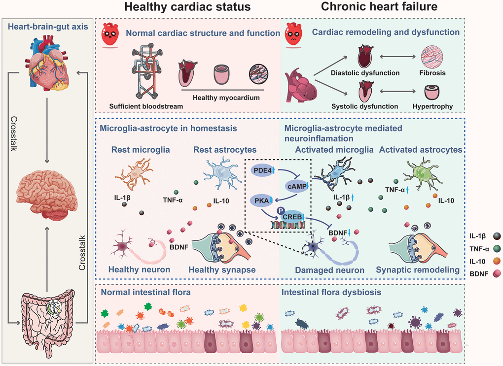 Mechanism of chronic heart failure induced cognitive impairment via impairing synaptic plasticity due to neuroinflammation associated with intestinal flora dysbiosis.