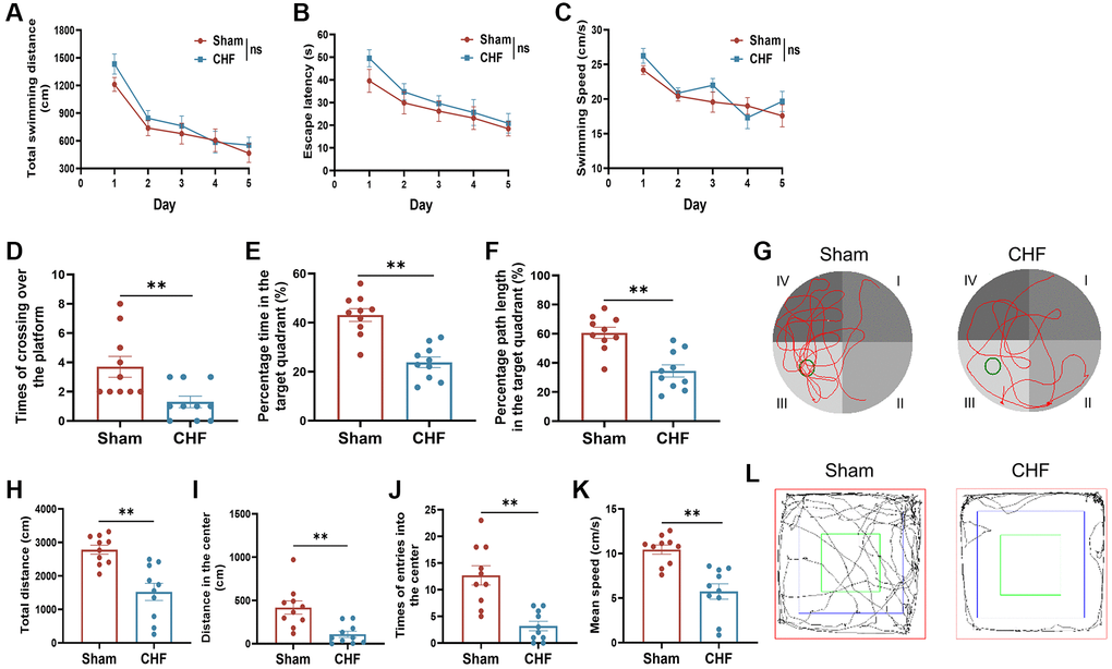CHF induces poor performance in cognitive behaviors in CHF rats. (A–C) MWM acquisition trial, including total average swimming distance (A), escape latency period for rats to find the underwater platforms (B), and average swimming speed (C). (D–F) MWM probe trial, including times of crossing over the platform (D), percentage of the time (E), and distance (F) spent in the target quadrant. (G) Representative paths of Sham and CHF rats in the spatial probe test. (H–K) The parameters of the open field test, including total distance (H), distance in the center (I), times of entries into the center (J), and mean speed (K). (L) Representative paths of Sham and CHF rats in the open field test. Data are presented as the Mean ± SEM; *P **P n = 10.