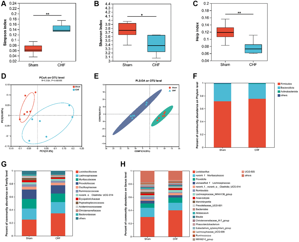 The diversity and richness of intestinal flora in CHF rats. (A–C) Decreased alpha diversity post-CHF based on Shannon (A), Simpson (B), and Heip (C) indices. (D) Beta diversity of intestinal flora differing between CHF and Sham groups. (E) PLS-DA score plots from 16S rRNA sequencing of fecal samples at OTU level. (F–H) Relative abundance of intestinal flora at the phylum level (F), family level (G), and genus level (H). Data are presented as the Mean ± SEM; *P **P n = 6.