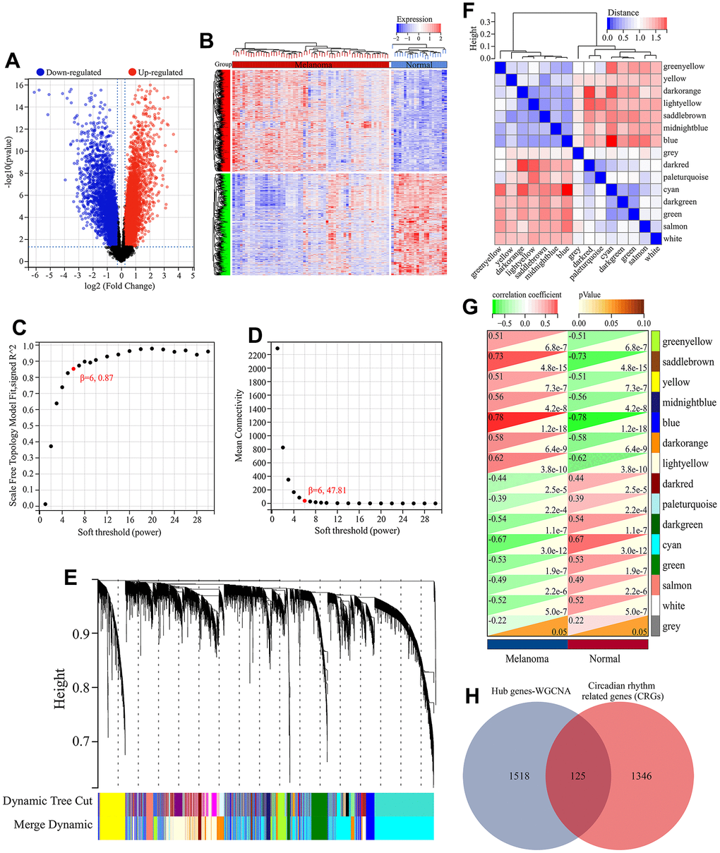 Screening of melanoma-related CRGs. (A) Volcano plot of differential expression analysis. (B) Heatmap of differential expressed genes. (C) Relationship between scale-free topology and soft thresholding power. (D) Average connectivity’s dependence on soft threshold power levels. (E) Hierarchical clustering dendrogram displaying distinct co-expression modules as individual colors. The bicolored rows beneath the tree indicate the initial and combined modules. (F) Cluster dendrogram of module eigengenes (MEs) and adjacency heatmap of MEs. (G) Correlation heatmap illustrating the association between module eigengenes (MEs) and clinical characteristics. (H) Screening of melanoma-related CRGs. The overlapping genes between hub genes in WGCNA and CRGs obtained from MSigDB database were defined as melanoma-related CRGs.