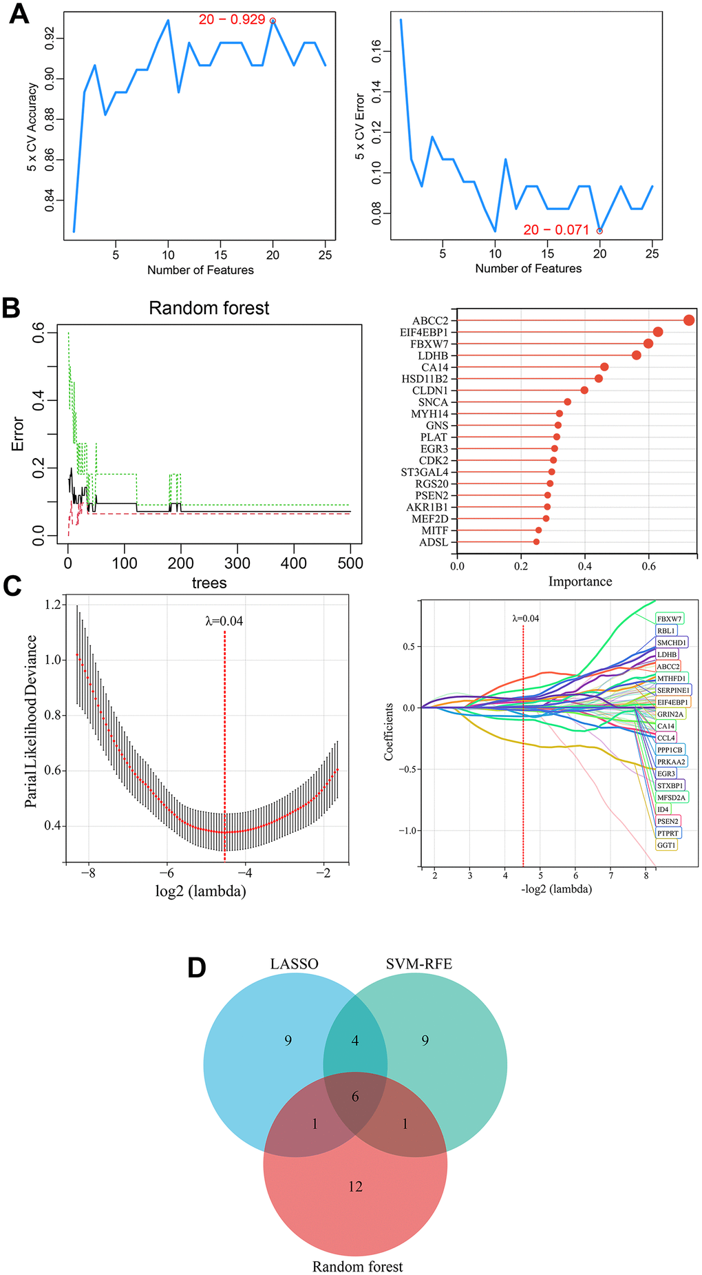 Identification of melanoma-related key CRGs by machine learning approaches. (A) Feature CRG selection using SVM-RFE algorithm. (B) Importance ranking of CRGs using a random forest algorithm. The top 20 CRGs ranked by importance were selected as feature genes. (C) Selection of melanoma-associated feature genes using LASSO regression model. (D) Identification of melanoma-related key CRGs. The overlapping feature genes (CRGs) from the three machine learning approaches were defined as melanoma-related key CRGs.