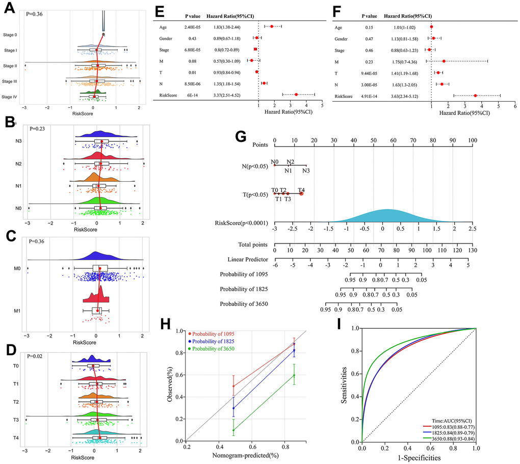 Construction and evaluation of the nomogram. (A–D) Correlation between stage, Node (N), Metastasis (M) classification, Tumor (T) and risk score. (E) Univariate Cox regression analyses of clinical features and risk score. (F) Multivariate Cox regression analyses of clinical features and risk score. (G) Construction of the nomogram by integrating T classification, N classification and risk score to predicting 3-, 5- and 10-year overall survival probabilities in melanoma patients. (H) Calibration curve of the nomogram depicting the agreement between nomogram-predicted and observed 3-, 5-, and 10-year overall survival. (I) ROC curves evaluating the sensitivity and specificity of the nomogram for predicting 3-, 5-, and 10-year overall survival of melanoma patients.