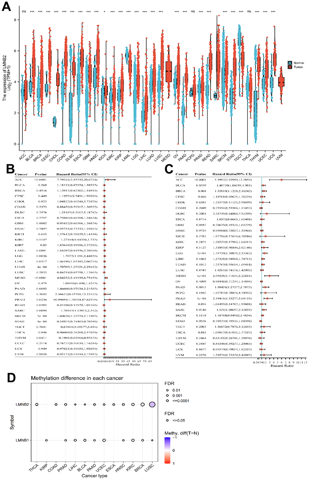 Comprehensive analysis of LMNB2 in pan-cancers. (A) LMNB2 expression levels in different cancers from the TCGA database were demonstrated (** PB) Forest plot shows the univariate Cox regression analysis results for LMNB2 to predict the OS in pan-cancers from the TCGA database. (C) A Forest plot shows the univariate Cox regression analysis results for LMNB2 to predict PFS in pan-cancers from the TCGA database. (D) The methylation status of LMNB2 in pan-cancer was demonstrated.