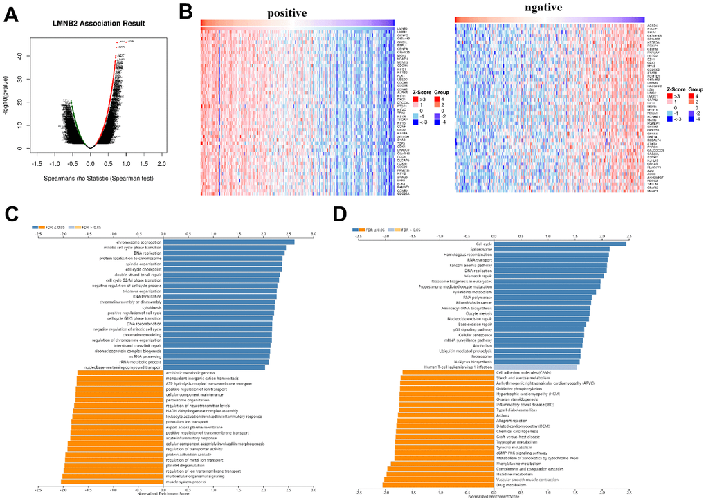 Co-expression of LMNB2related genes in SARC. (A) The different expression levels of genes are displayed in a volcanic plot. (B) Left panel: Top 50 genes that showed positive correlation with LMNB2 expression level. Right panel: Top 50 genes that showed negative correlation with LMNB2 expression level. (C) GO