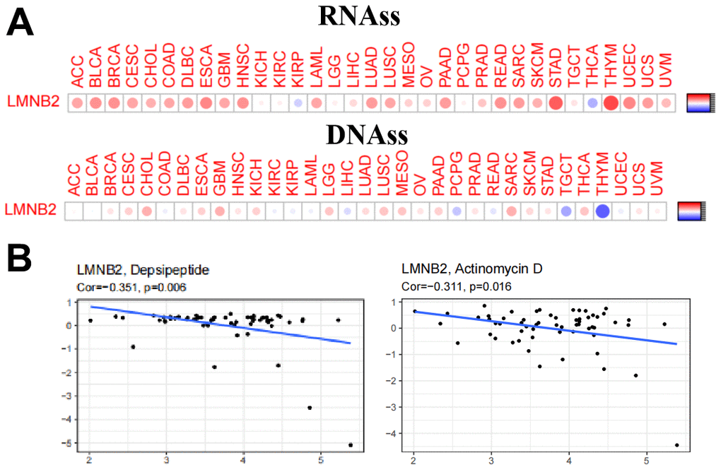 LMNB2’s affection on cancer stem cell properties and chemo-sensitivity. (A) The correlation between the LMNB2 gene and tumor stem cells was measured by the DNA stem cell score (DNAss) and RNA stem cell score (RNAss) based on the DNA methylation pattern and mRNA expression respectively. (B) LMNB2 expression level was associated with cellular resistance to depsipeptide and actinomycin D for the treatment of SARC.