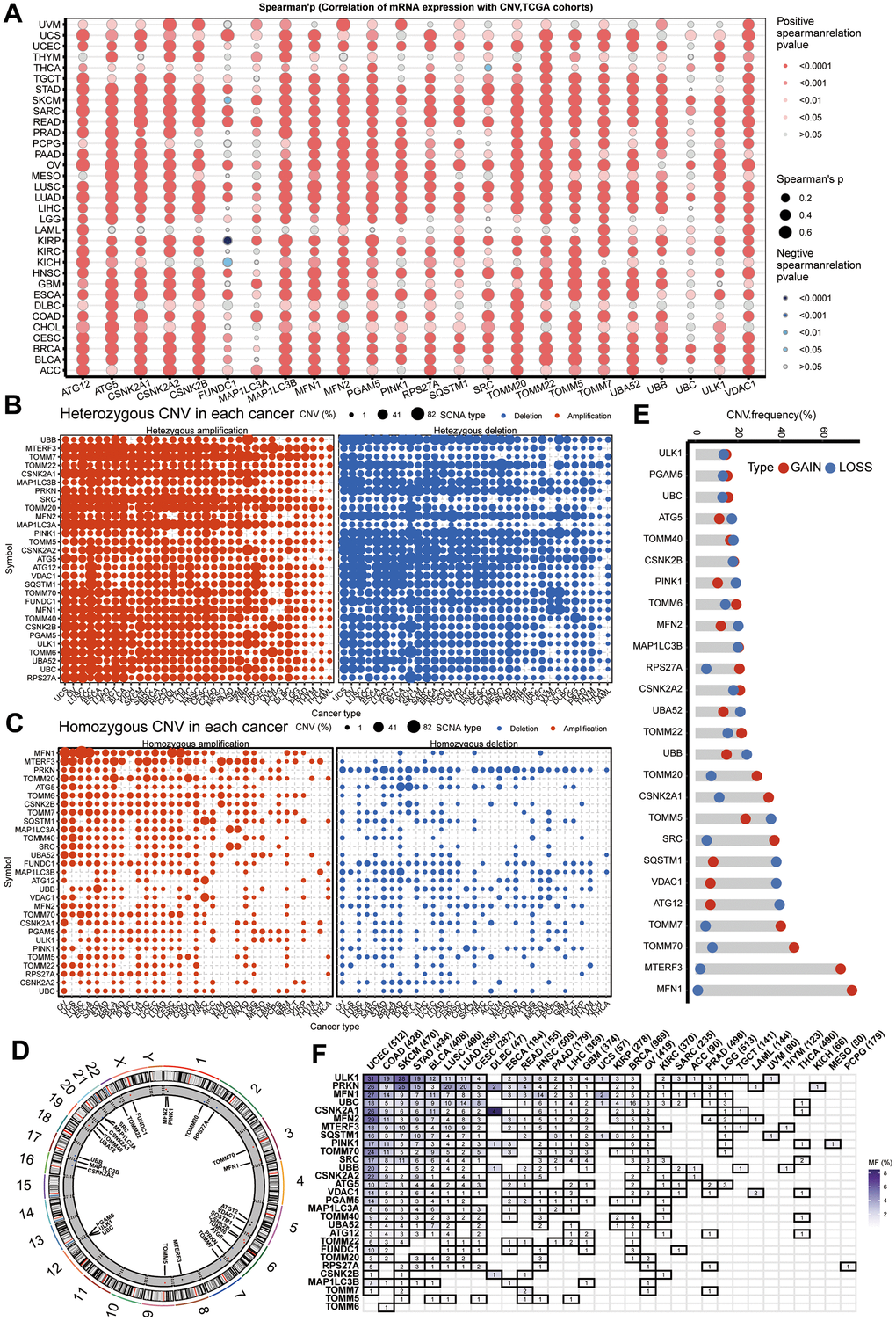 CNV and sequence alteration contribute to abnormal mitophagy genes Levels. (A) CNV strongly correlates to gene expression of mitophagy regulators in pan-cancer using spearman analysis. (B, C) Heterozygous and homozygous amplification/deletion of mitophagy regulators in pan-cancer. Amplification, red; Deletion, blue. (D) The location of CNV of mitophagy regulators on 23 chromosomes. (E) CNV of mitophagy regulators in TCGA-HNSC dataset. CNV loss, blue; CNV gain, red. (F) Mutation frequency of mitophagy regulators in pan-cancer.