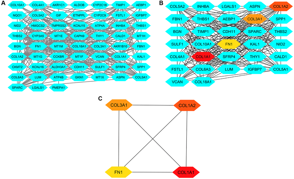 This figure illustrates the process of constructing protein-protein interaction (PPI) networks, analyzing them, and identifying hub genes. (A) Panel A presents the PPI network formed by the 83 common DEGs from GSE118916, GSE79973, and GSE29272. (B) Panel B displays the PPI network of these DEGs highlighting hub genes identified through degree and MCC methods. (C) Panel C showcases a refined PPI network focusing solely on the four identified hub genes.