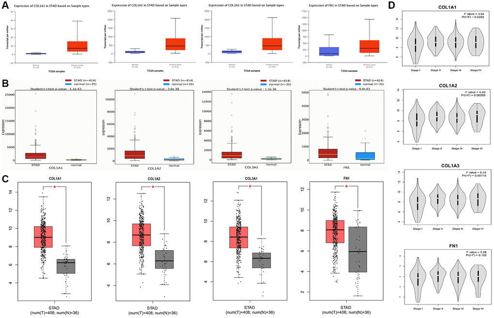 mRNA expression analysis of COL1A1, COL1A2, COL3A1, and FN1 using additional TCGA datasets of gastric cancer (GC). (A) Expression analysis of COL1A1, COL1A2, COL3A1, and FN1 in GC and normal samples via UALCAN database. (B) Expression analysis of COL1A1, COL1A2, COL3A1, and FN1 in GC and normal samples via OncoDB database. (C) Expression analysis of COL1A1, COL1A2, COL3A1, and FN1 in GC and normal samples via GEO GEPIA. (D) Expression analysis of COL1A1, COL1A2, COL3A1, and FN1 in GC samples belonging to different cancer stages. P-value 