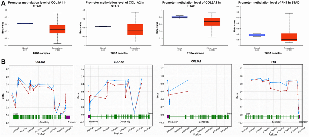 Promoter methylation and survival analyses of COL1A1, COL1A2, COL3A1, and FN1. (A) Promoter methylation analysis of COL1A1, COL1A2, COL3A1, and FN1 in gastric cancer (GC) and normal samples via UALCAN. (B) Promoter methylation analysis of COL1A1, COL1A2, COL3A1, and FN1 in GC and normal samples via OncoDB. P-value 