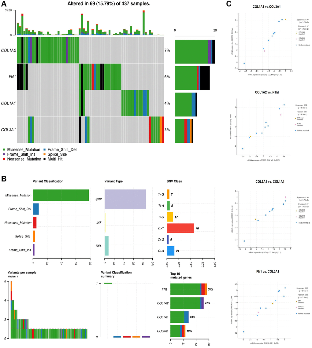 Mutational and co-express gene analysis of COL1A1, COL1A2, COL3A1, and FN1. (A) Detail of the mutational frequencies of COL1A1, COL1A2, COL3A1, and FN1 gens in gastric cancer (GC) samples. (B) Detailed summary of the mutations found in COL1A1, COL1A2, COL3A1, and FN1 genes across GC samples. (C) Significant co-expressed genes along with overexpressed COL1A1, COL1A2, COL3A1, and FN1 genes in GC samples. P-value 
