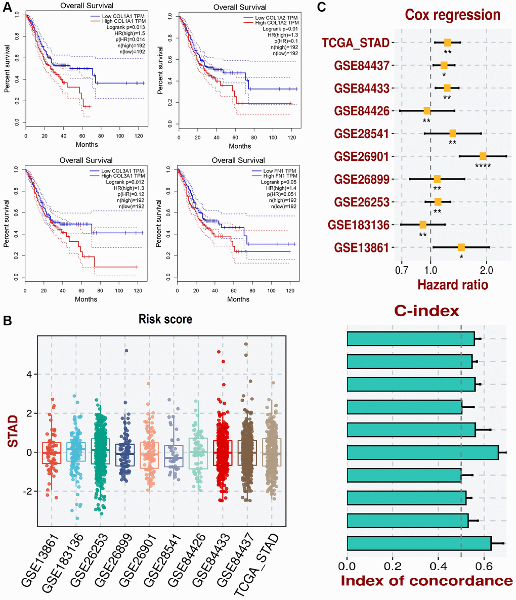 This figure illustrates the survival analysis and development of a prognostic model using the gene expression data of COL1A1, COL1A2, COL3A1, and FN1. (A) The survival analysis of these genes in gastric cancer (GC) patients is conducted via GEPIA. (B) Box plots representing the risk scores of patients in various GEO datasets and the TCGA