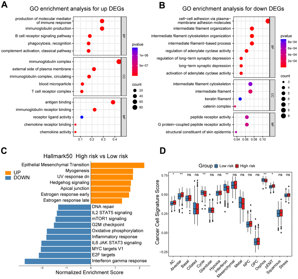 Functional and genomic features of high/low-risk group patients. (A, B) GO enrichment of DEGs in high/low-risk groups. (C) Bar plot showing different pathways enriched in high/low-risk groups of ovarian cancer calculated by GSEA. (D) Boxplots showing the signature score of 16 cancer cell states in high/low-risk groups of ovarian cancer scored by GSVA. Paired two-sided Wilcoxon test. The asterisks represent the statistical P-value (*p0.05).