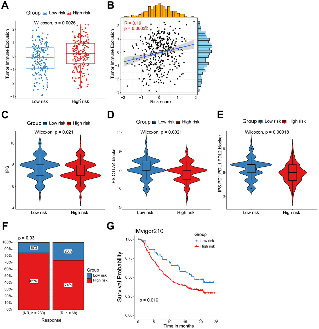 High/low-risk group patients differ in response to immunotherapy. (A) Tumor Immune Exclusion score in high/low-risk groups. (B) Spearman correlation between Tumor Immune Exclusion score and risk score. (C–E) Immunophenoscore (IPS) in high/low-risk groups. (F) Proportion of immunotherapy responses between high/low-risk groups. (G) Kaplan-Meier survival analysis was performed on the relationship between the risk score and OS in the IMvigor210 immunotherapy cohort.