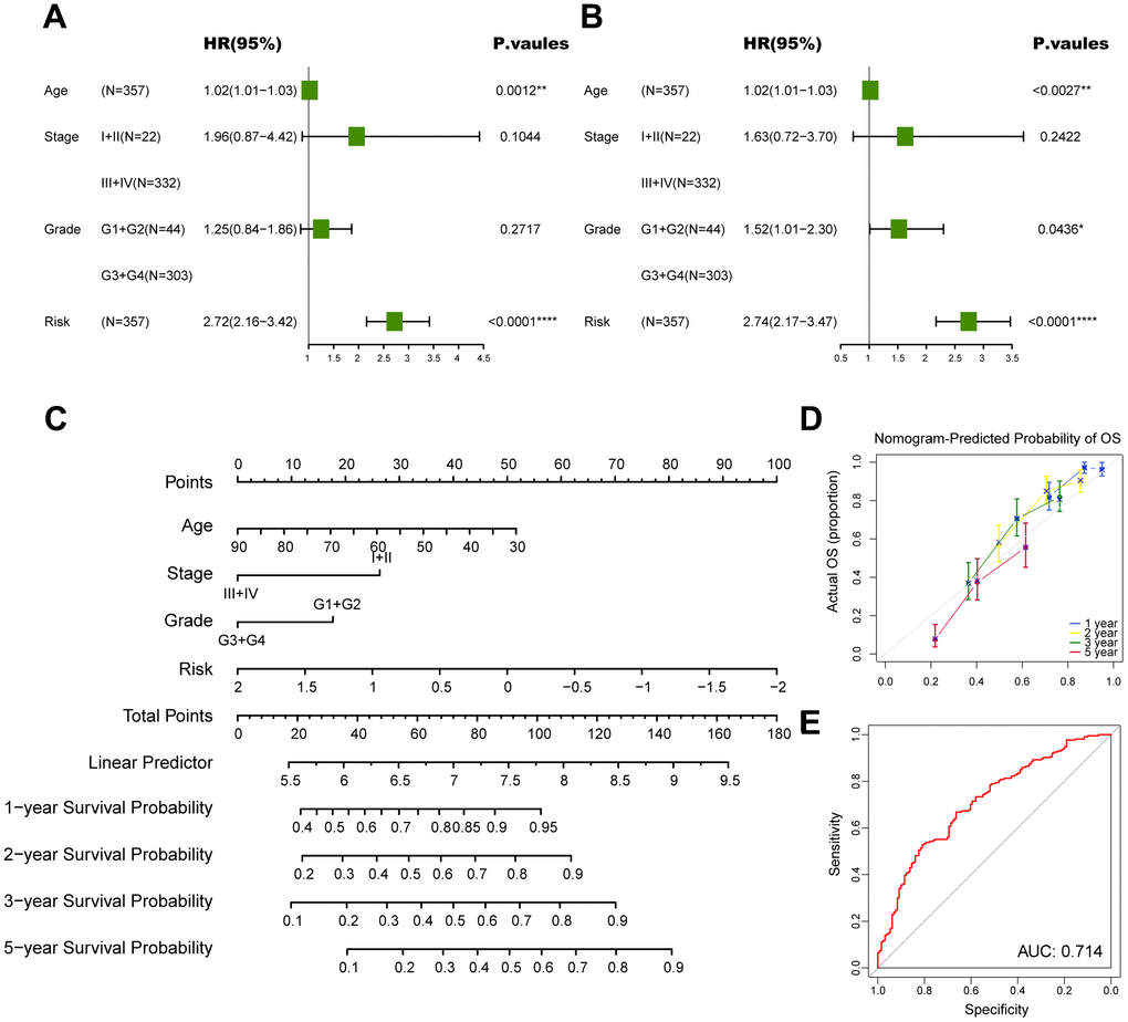 Construction of a nomogram to forecast survival for ovarian cancer. (A) Univariate analysis for the clinicopathologic characteristics and the risk score in TCGA cohort. (B) Multivariate analysis for the clinicopathologic characteristics and the risk score in TCGA cohort. (C) A nomogram was established to predict the prognostic of ovarian cancer patients. (D) Calibration analysis of the nomogram. (E) ROC curve analysis of the nomogram. The asterisks represent the statistical P-value (*p0.05).