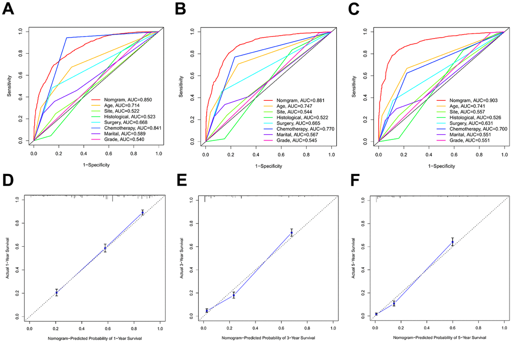 The ROC curves and calibration plots in the training cohort. (A–C) ROC curves of 1-year, 3-year, and 5-year OS rates in the training cohort. (D–F) Calibration plots of 1-year, 3-year, and 5-year OS rates in the training cohort.