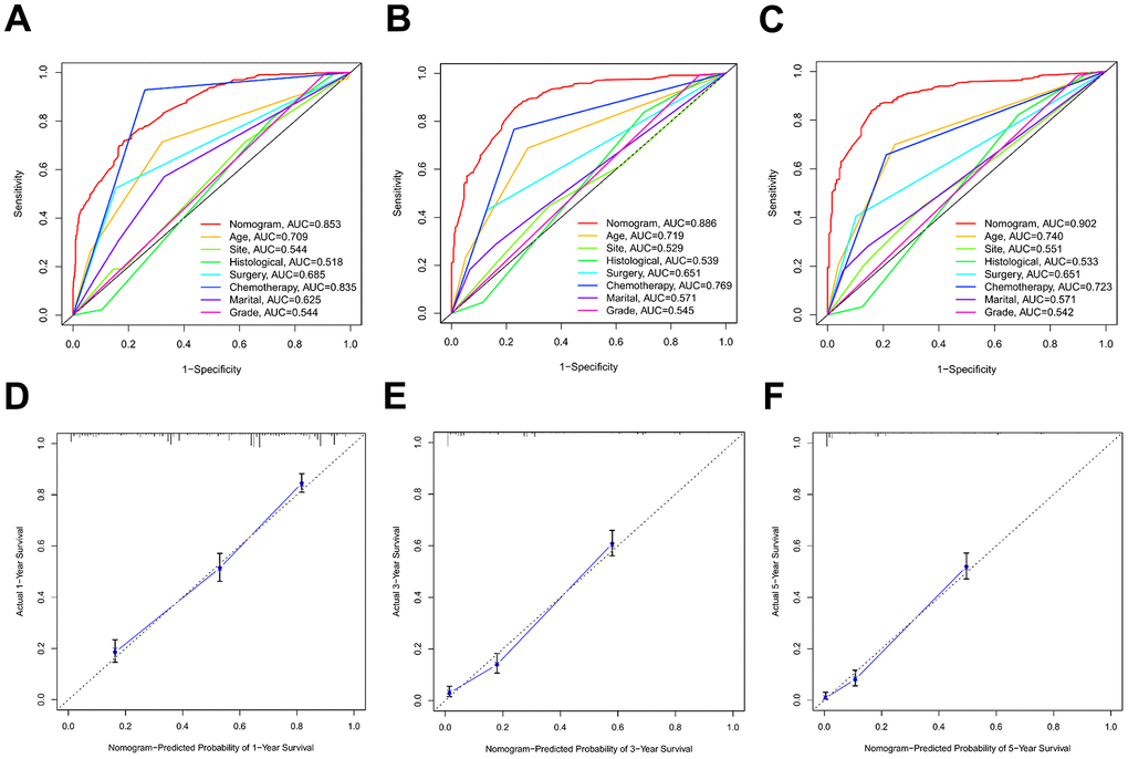 The ROC curves and calibration plots in the validation cohort. (A–C) ROC curves of 1-year, 3-year, and 5-year OS rates in the validation cohort. (D–F) Calibration plots of 1-year, 3-year, and 5-year OS rates in the validation cohort.