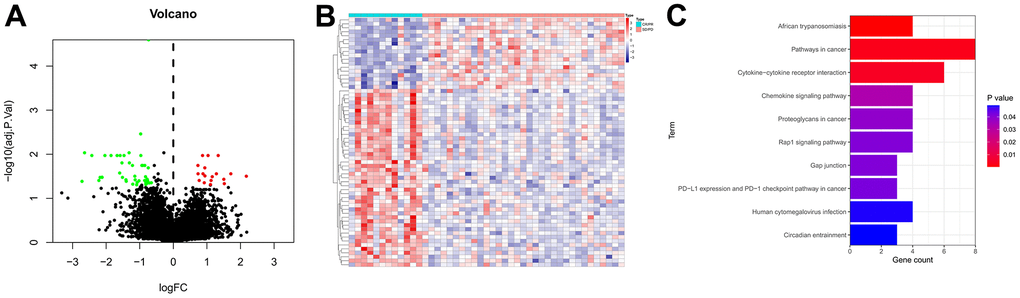 Identification of IRGs. (A) Volcano plot of IRGs. The red dots represent the upregulated genes, the green dots represent the downregulated genes, and the black dots represent genes with no significant difference in expression. (B) Expression heatmap of the IRGs. Red represents upregulated genes, and blue represents downregulated genes. (C) KEGG enrichment analysis of the IRGs.