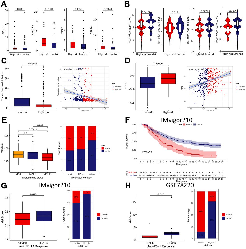 The immunotherapeutic benefit of the IRRS model. (A) The expression of four ICBs (PD-L1, HAVCR2, TIGIT, and CTLA4) in low- and high-risk groups. (B) The difference in IPS scores between low- and high-risk groups. (C) Box plots and scatter diagram of the TMB score and IRRS. (D) Box plots and scatter diagram of the TIDE score and IRRS. (E) Boxplot and Bar diagram of the microsatellite instability and IRRS. (F) Kaplan–Meier curve of OS for patients with high and low IRRS subtypes in IMvigor210 cohort. (G) Boxplot and Bar diagram displayed the response to immunotherapy in low- and high-risk groups in IMvigor210 cohort. (H) Boxplot and Bar diagram displayed the response to immunotherapy in low- and high-risk groups in GSE78220 cohort.