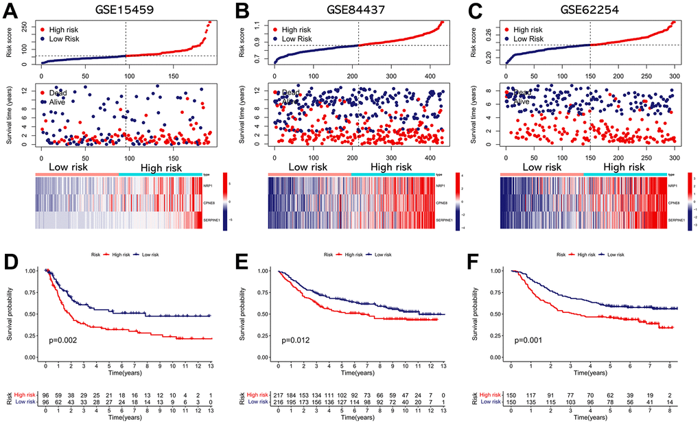 External validation of the IRRS model in predicting OS of GC patients based on three independent cohorts. (A) The distribution of the risk score, the vital status of patients, and the expression heatmap of three prognostic variables in the GSE15459 cohort. (B) The distribution of the risk score, the vital status of patients, and the expression heatmap of three prognostic variables in the GSE84437 cohort. (C) The distribution of the risk score, the vital status of patients, and the expression heatmap of three prognostic variables in the GSE62254 cohort. (D) The Kaplan–Meier survival analysis of the IRRS signature for predicting the OS of patients in the GSE15459 cohort. (E) The Kaplan–Meier survival analysis of the IRRS signature for predicting the OS of patients in the GSE84437 cohort. (F) The Kaplan–Meier survival analysis of the IRRS signature for predicting the OS of patients in the GSE62254 cohort.