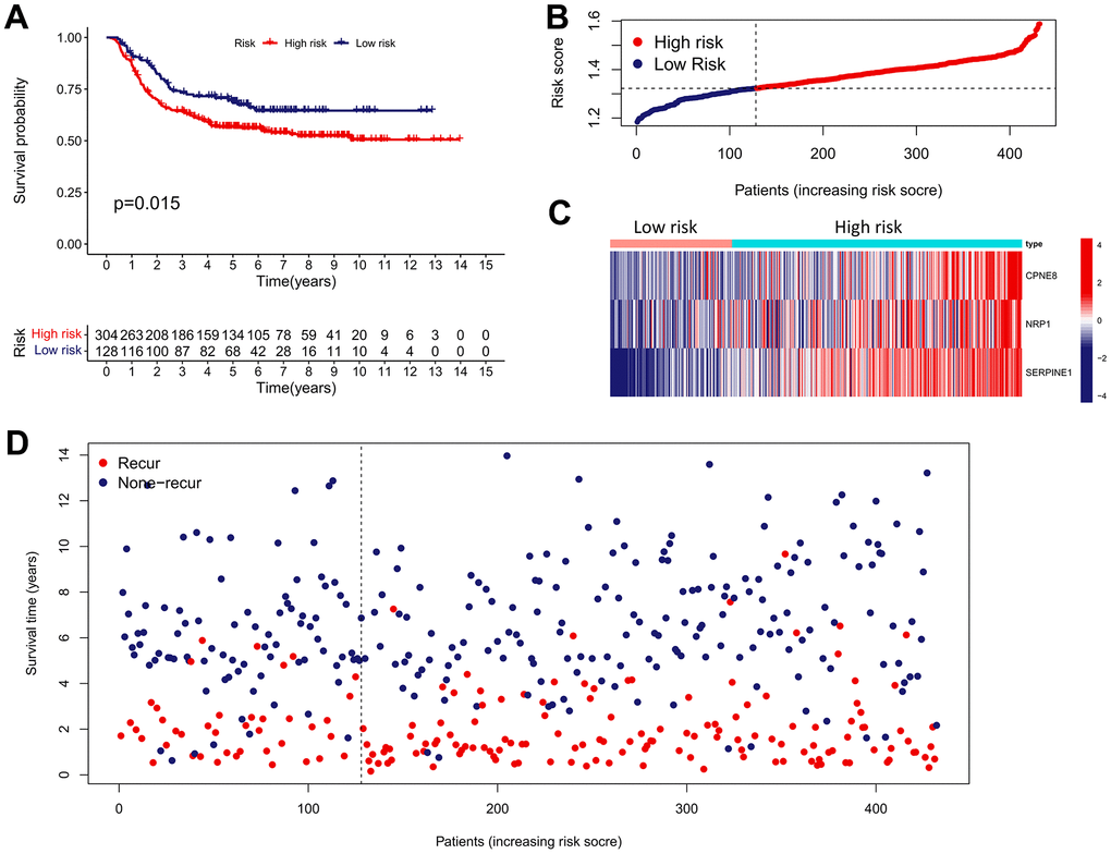 External validation of the IRRS model in predicting RFS of GC based on the GSE26253 cohort. (A) The Kaplan–Meier survival analysis of the IRRS signature for predicting the RFS of GC patients based on the GSE26253 cohort. (B) The distribution of the risk score of GC patients in the GSE26253 cohort. (C) The expression heatmap of three prognostic variables in the GSE26253 cohort. (D) The distribution of the recurrent status of GC patients in the GSE26253 cohort.