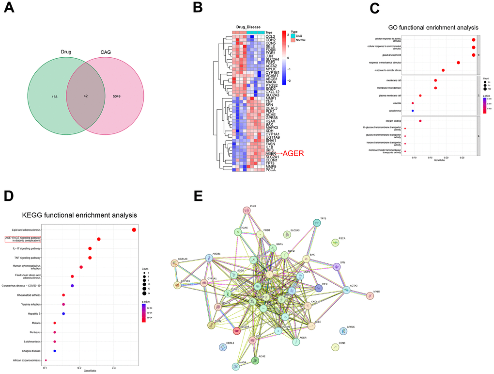 Screening of potential therapeutic targets for luteolin. (A) Drug targets and CAG differential genes were intersected to draw a Wayne diagram. (B) Heat map of intersecting gene clustering. (C) GO functional enrichment analysis. (D) KEGG functional enrichment analysis of intersecting genes. (E) Intersecting gene plot of the PPI network diagrams. CAG, chronic atrophic gastritis; GO, gene ontology; KEGG, Kyoto Encyclopedia of Genes and Genomes; PPI, protein-protein interaction.
