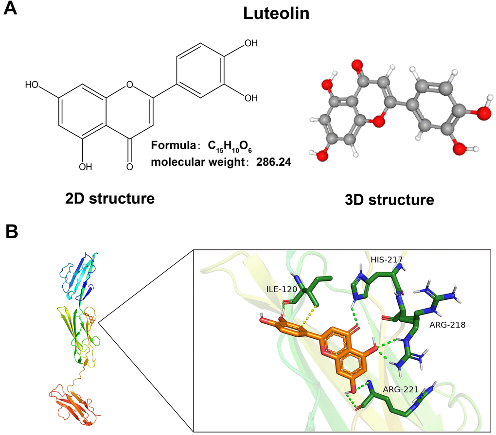 Luteolin has a binding site with AGRE. (A) 2D and 3D molecular structures and relative molecular mass of luteolin. (B) Schematic of luteolin docking with AGRE.