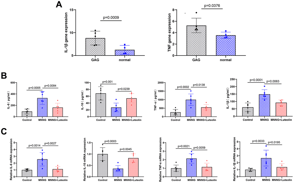 Luteolin can reduce the inflammatory response in the gastric tissue of CAG rats. (A) Expression of IL-1 β and TNF-α in the CAG dataset. (B) Changes in Il-6, Il-10, Tnf-α, and Il-1β levels in rat serum were determined by ELISA experiments. (C) The level of mRNA changes in Il-6, Il-10, TNF-a, and Il-1b after luteolin treatment was determined by qPCR.