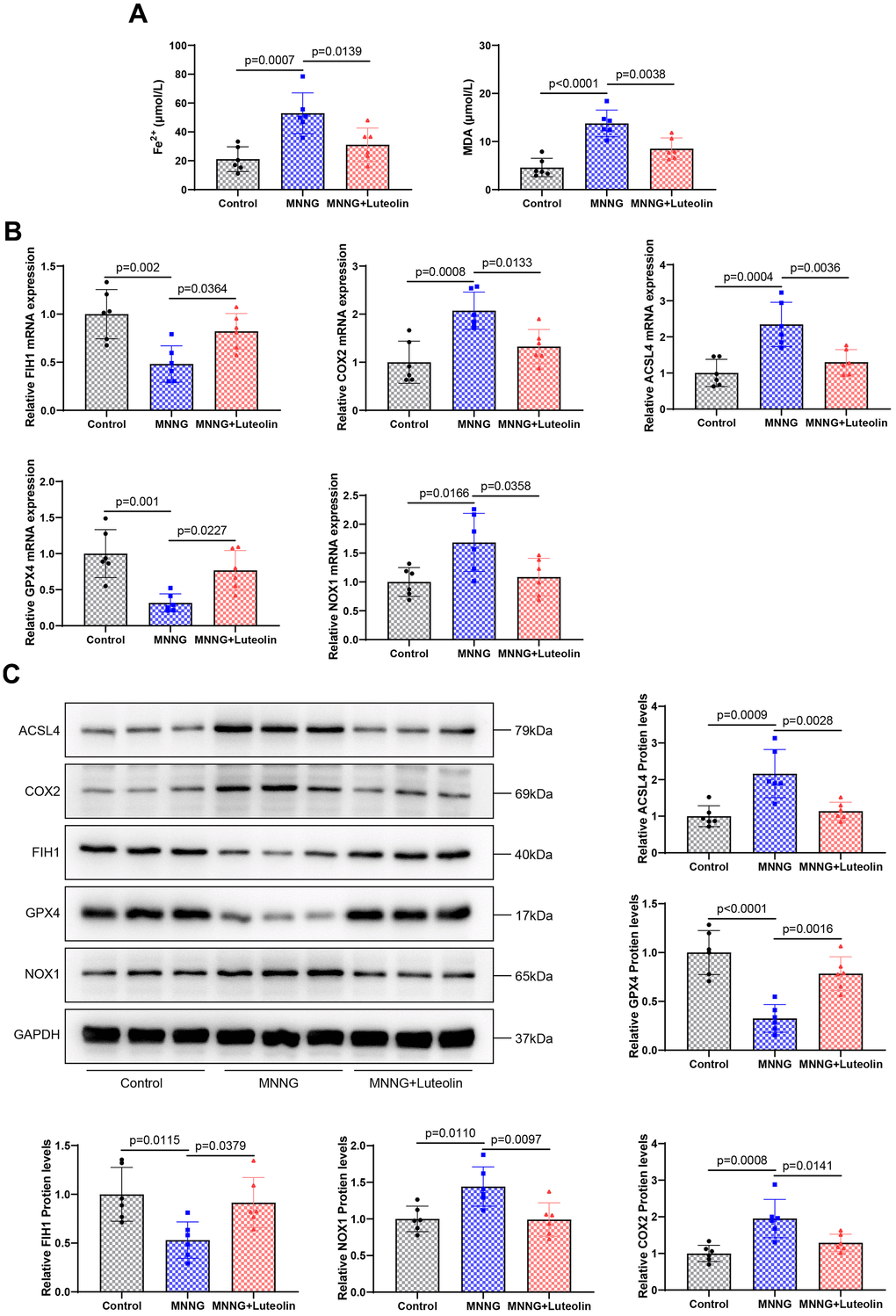 Luteolin inhibits ferroptosis in rat gastric tissue. (A) Changes in the levels of Fe2+ and MDA in gastric tissues of luteolin-treated rats. (B) Changes in the mRNA expression of FIH1, COX2, ACSL4, GPX4, and NOX1 were detected using qPCR. (C) Western blot analysis of the protein expression levels of FIH1, COX2, ACSL4, GPX4, and NOX1.
