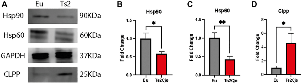 DS mice show a marked increase in liver inflammation. Western blot analysis on 12-months old Eu and Ts2Cje liver extracts against Hsp90, Hsp60, and Clpp (A). Ts2Cje mice showed a decreased Hsp90 (B), Hsp60 (C) levels, while Clpp accumulation is increased (D). GAPDH was used as housekeeping protein. Histograms are representative of four different experiments (*P ≤ 0.05; **P ≤ 0.01).